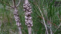 صورة Callistemon rigidus R. Br.