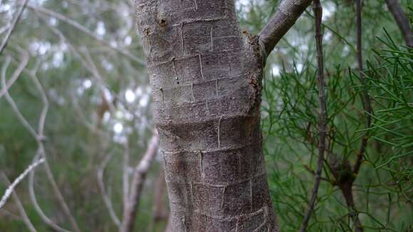 Image of Allocasuarina distyla (Vent.) L. A. S. Johnson