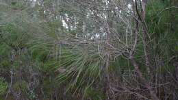 Image of Allocasuarina distyla (Vent.) L. A. S. Johnson