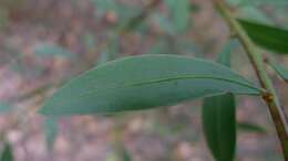 Acacia myrtifolia (Sm.) Willd. resmi