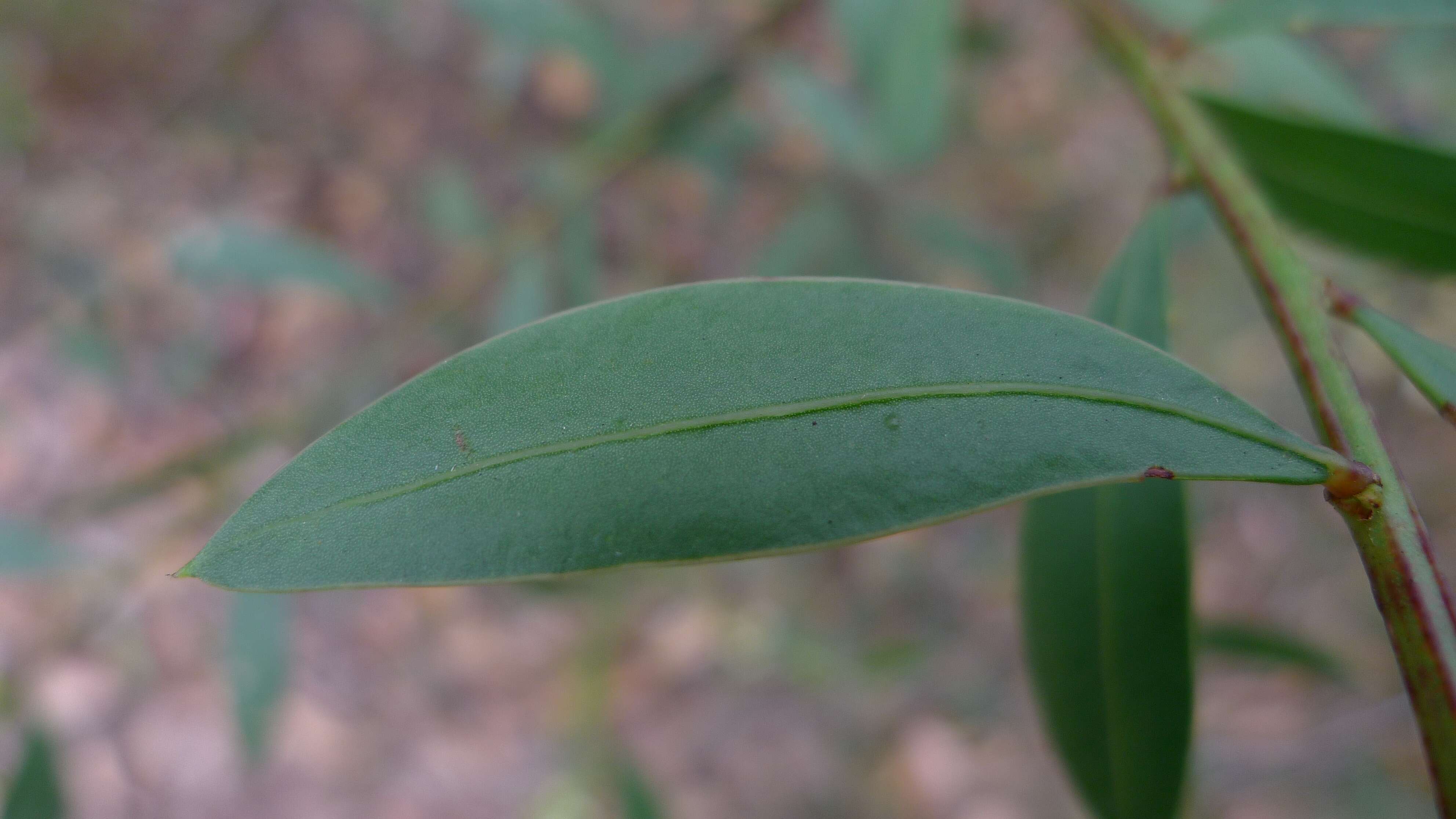 Acacia myrtifolia (Sm.) Willd. resmi