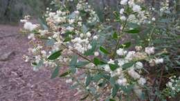 Acacia myrtifolia (Sm.) Willd. resmi