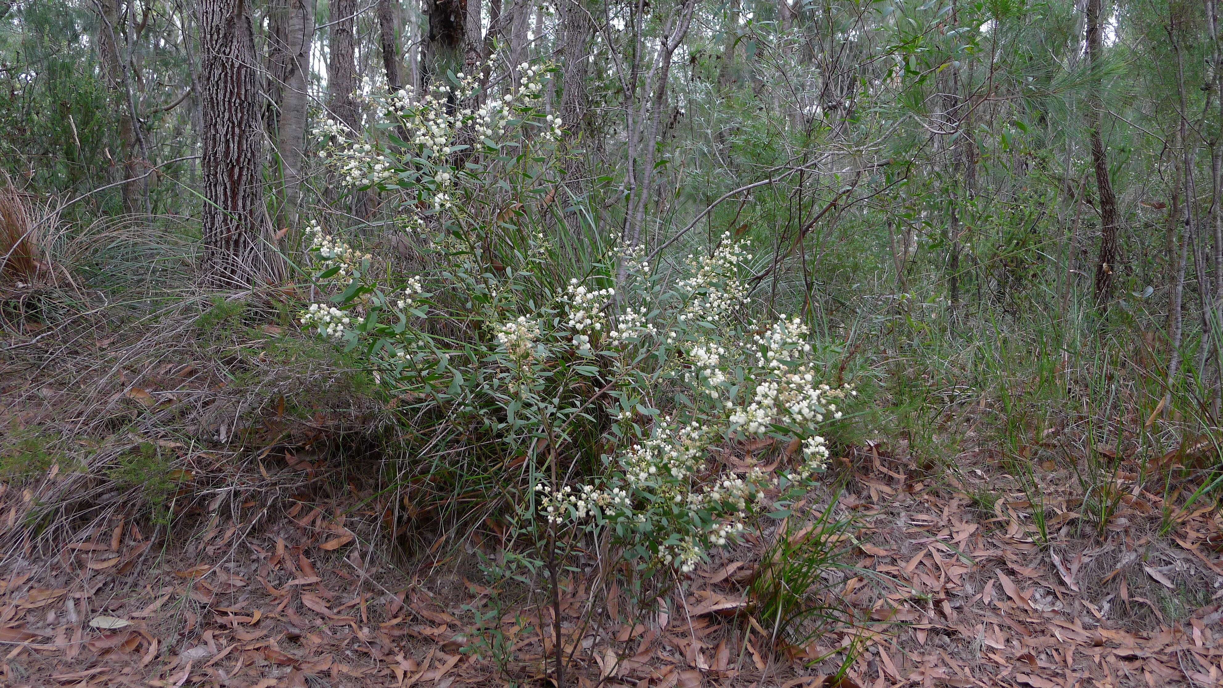 Acacia myrtifolia (Sm.) Willd. resmi