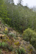 Image of Ben Lomond wallflower