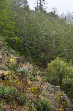 Image of Ben Lomond wallflower