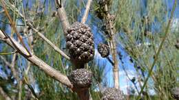 Image of Allocasuarina distyla (Vent.) L. A. S. Johnson