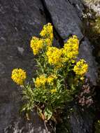 Plancia ëd Solidago virgaurea subsp. taurica (Juz.) Tzvel.