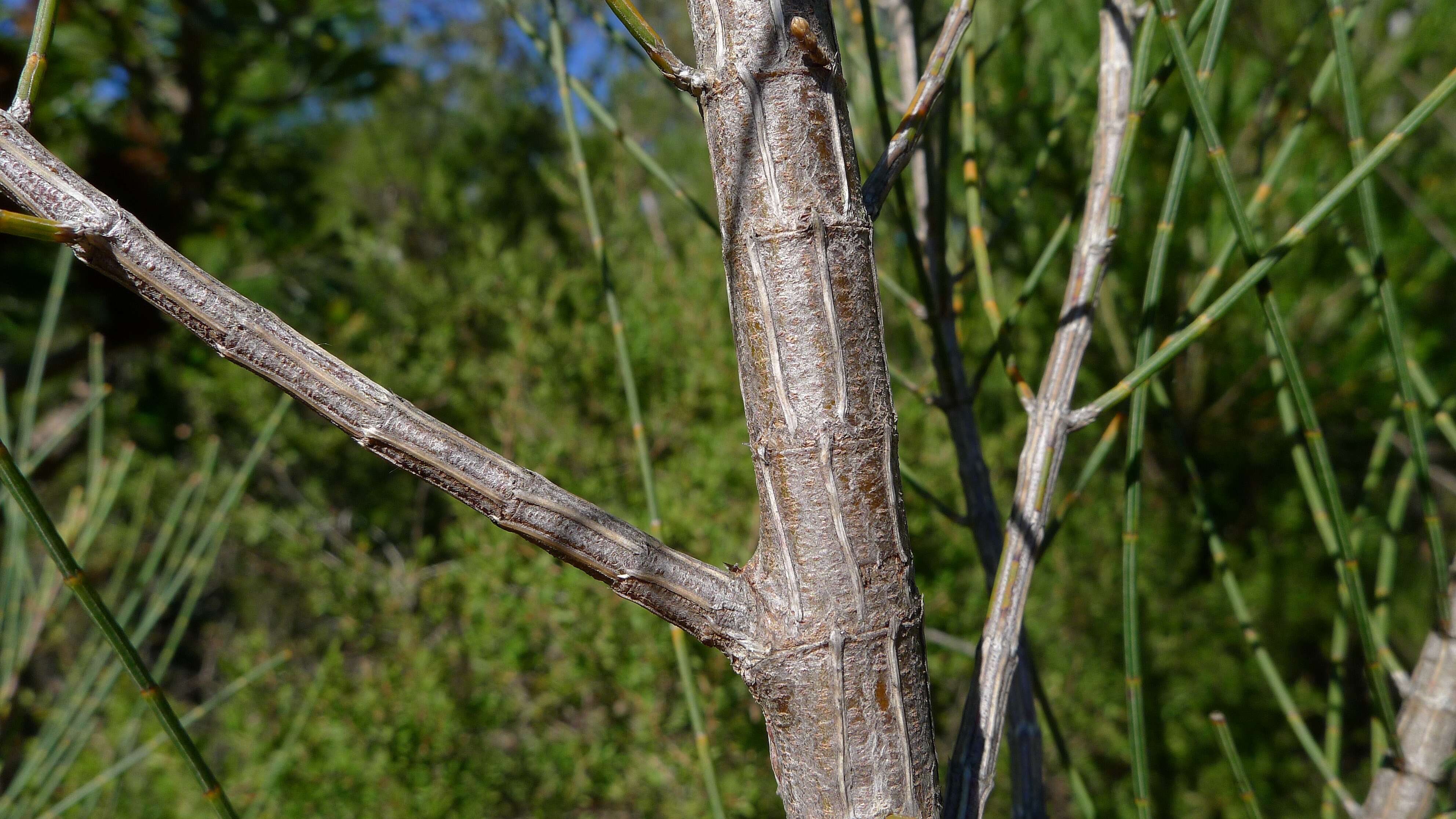 Image of Allocasuarina distyla (Vent.) L. A. S. Johnson