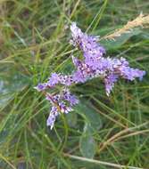 Image of Mediterranean sea lavender