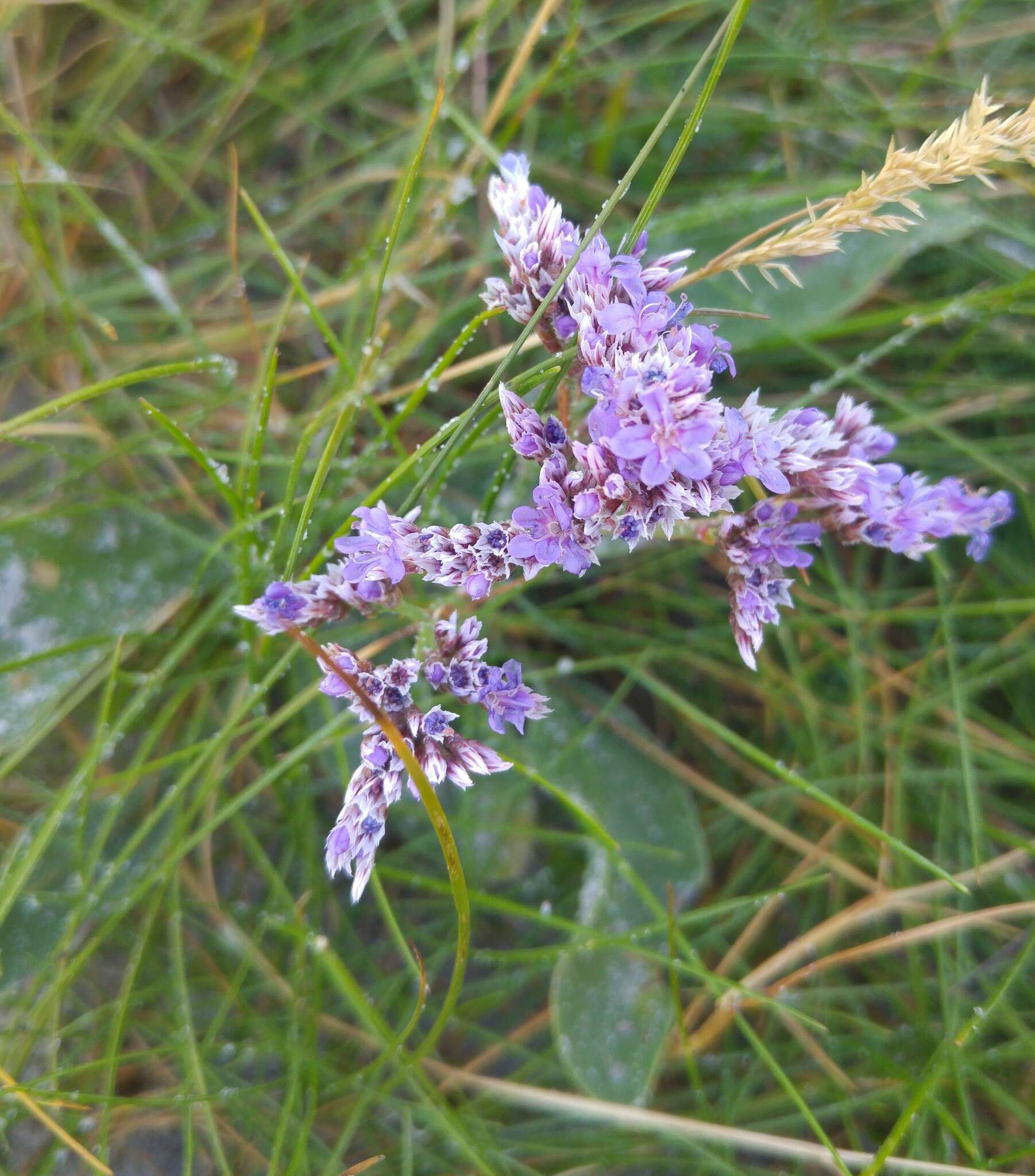 Image of Mediterranean sea lavender