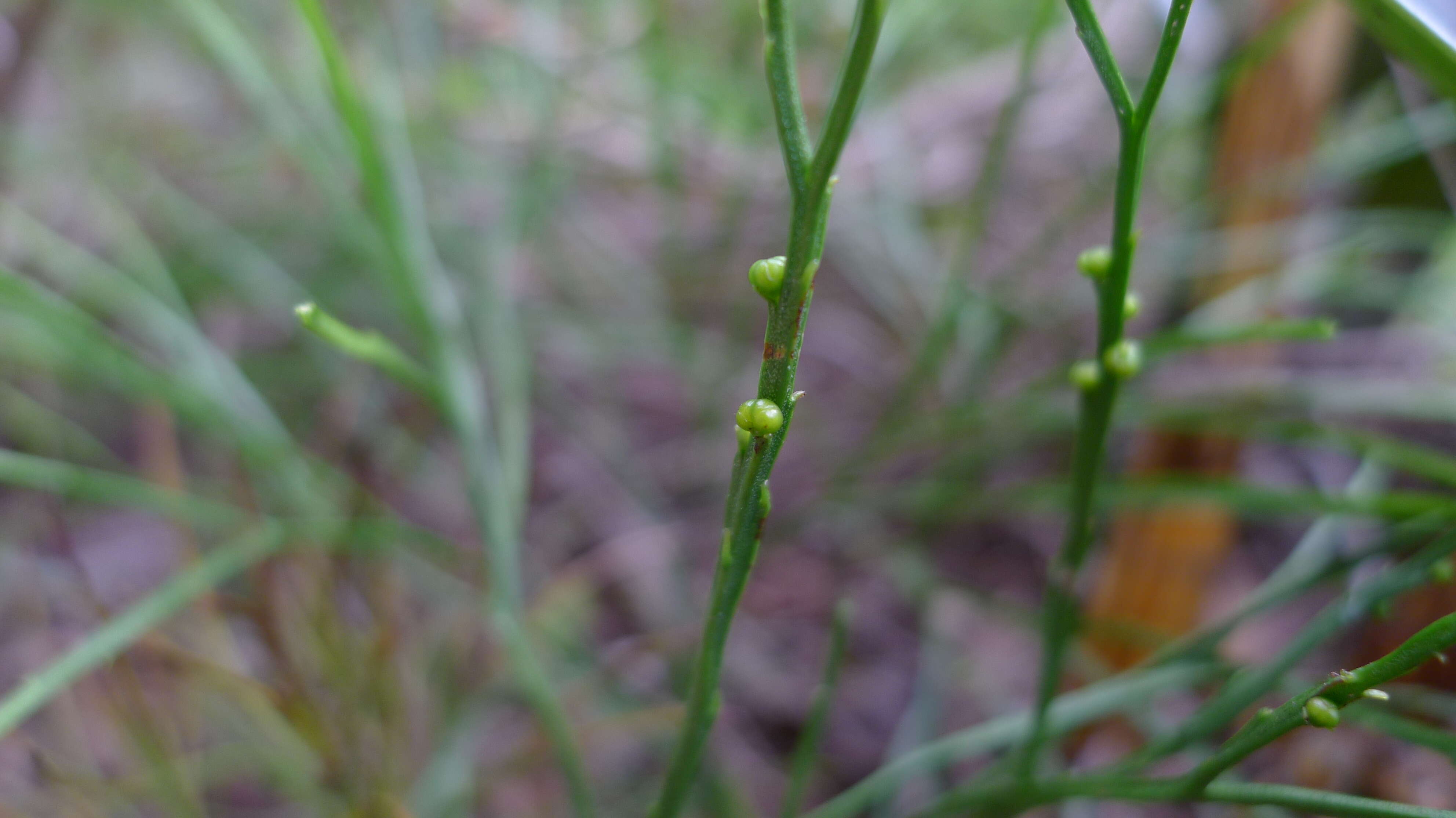 Image of whisk fern