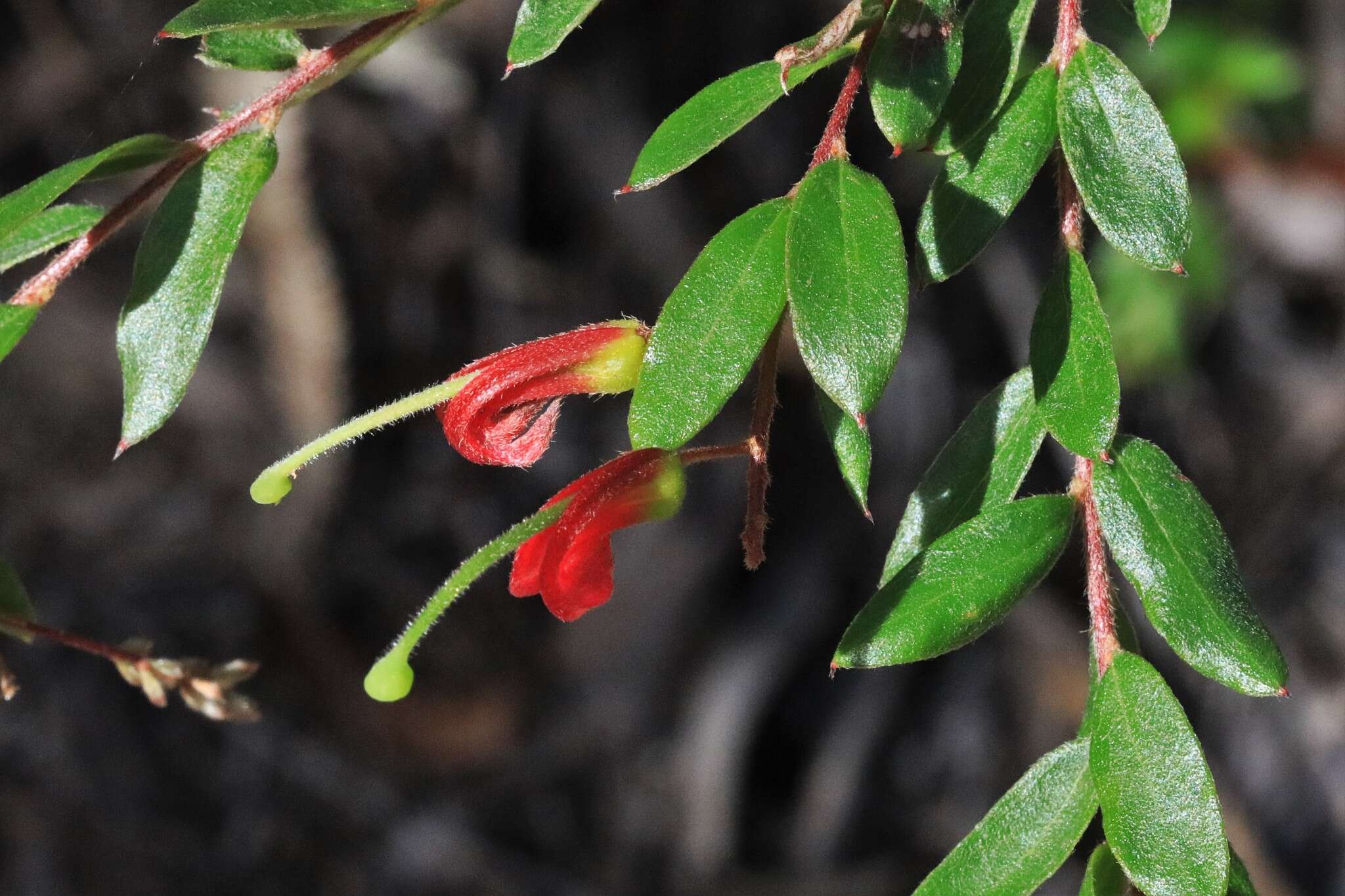 Image of Grevillea banyabba P. M. Olde & N. R. Marriott