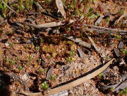 صورة Drosera andersoniana W. Fitzg. ex Ewart. & White