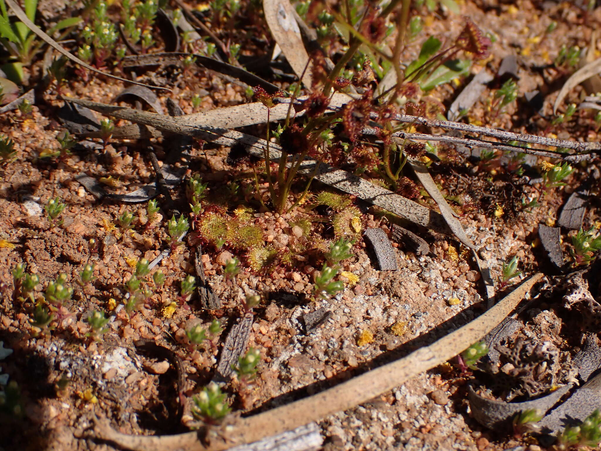 Image of Drosera andersoniana W. Fitzg. ex Ewart. & White