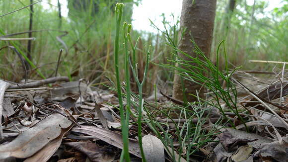 Image of whisk fern