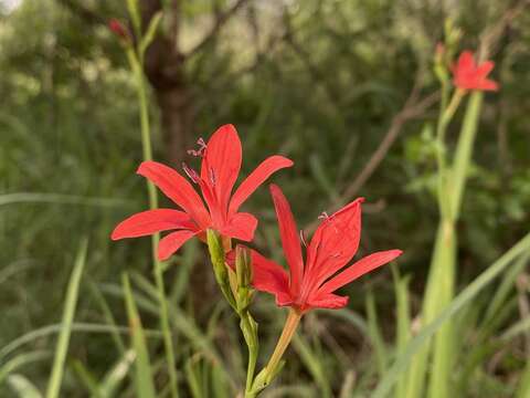 Freesia grandiflora subsp. grandiflora resmi