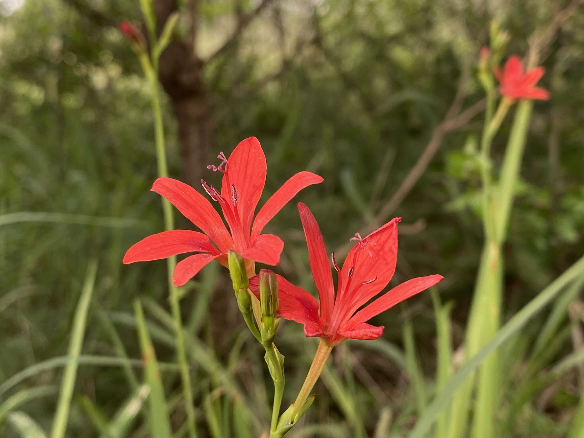 Image of Freesia grandiflora subsp. grandiflora