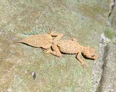 Image of Broad-tailed Gecko