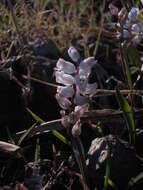Image of Hyacinthella millingenii (Post) Feinbrun