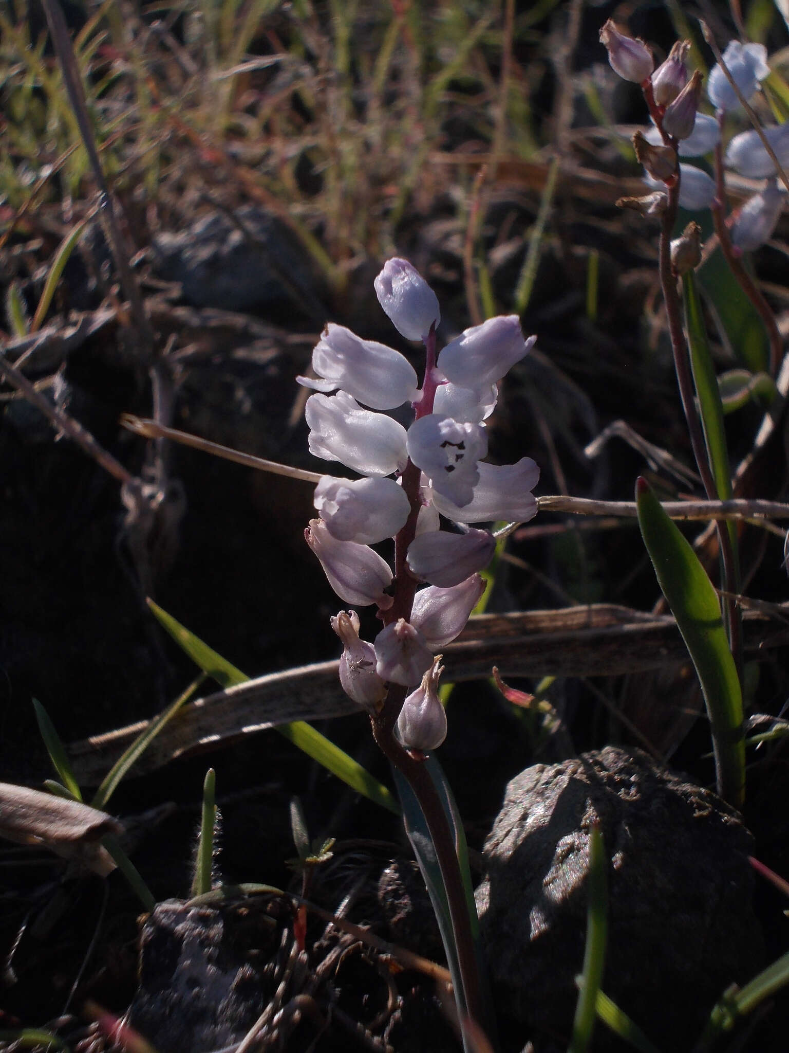 Image of Hyacinthella millingenii (Post) Feinbrun