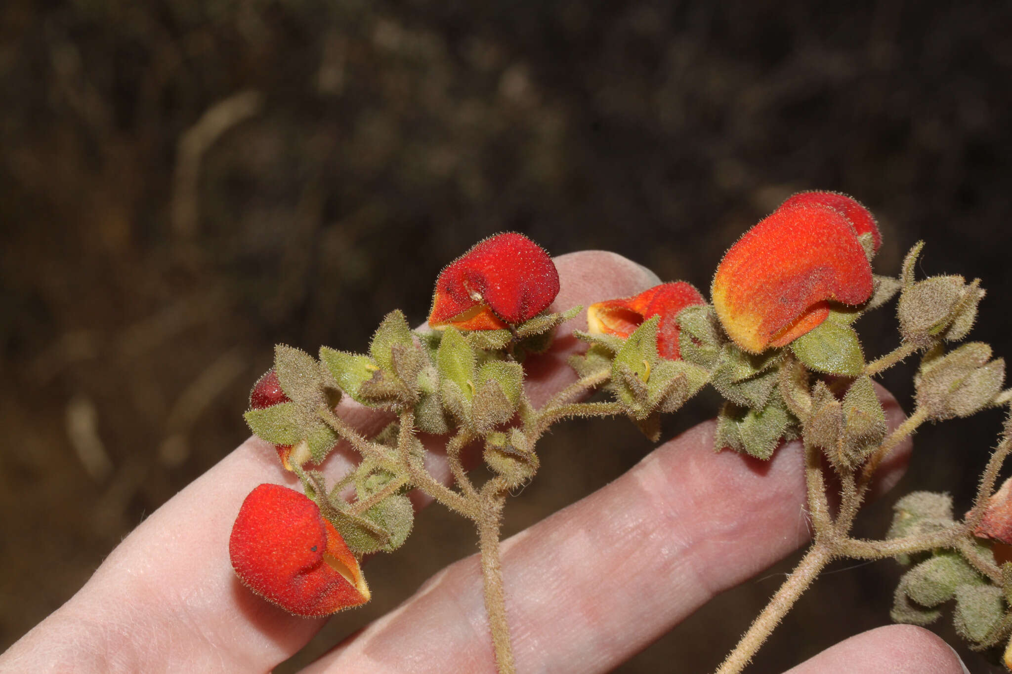 Image of Calceolaria pisacomensis Meyen ex Walp.