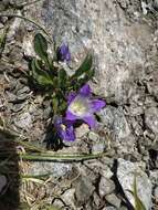 Image of Campanula tridentata Schreb.