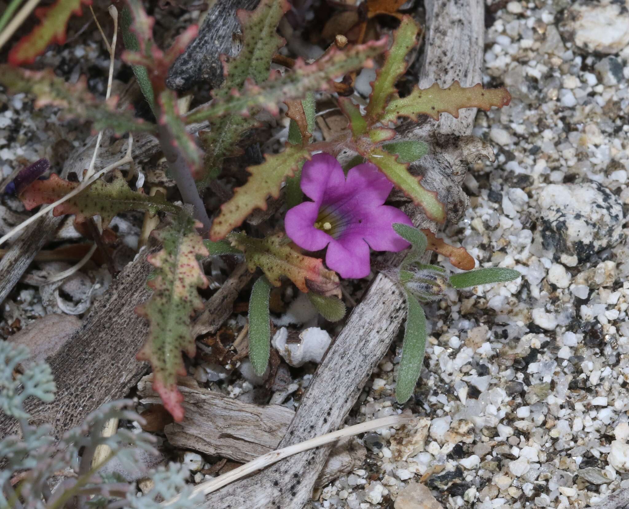 Image of purplemat