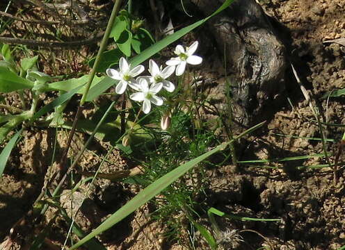 Imagem de Pharnaceum lanatum Bartl.