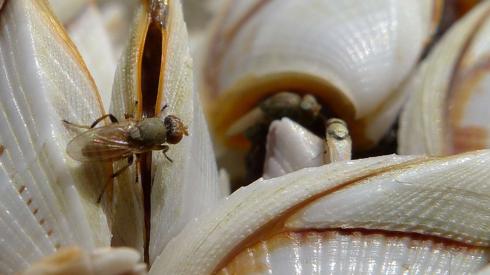 Image of shore flies