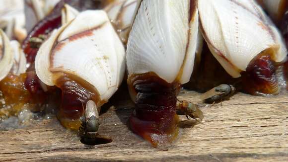 Image of shore flies