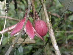 Imagem de Passiflora rubra L.