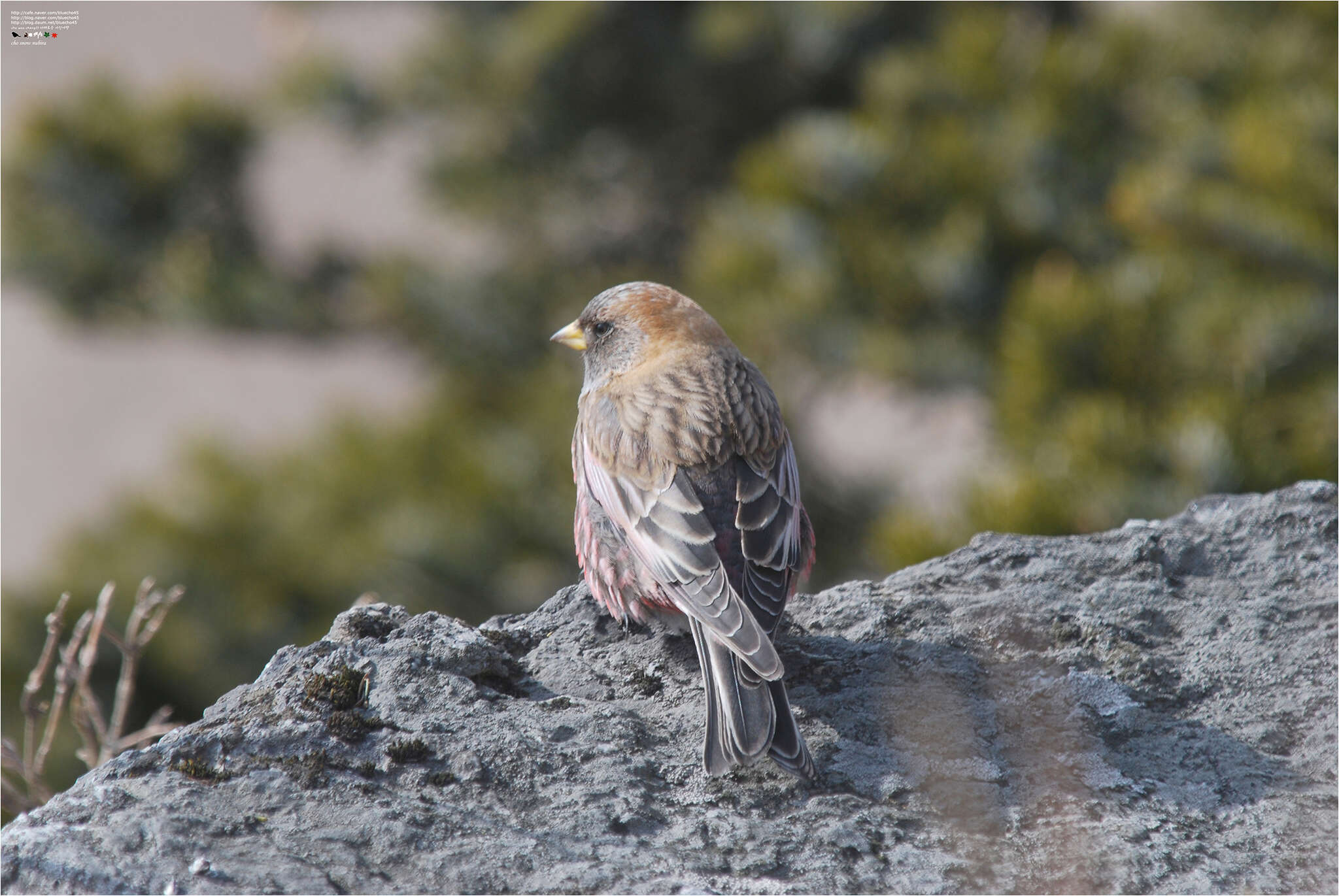 Image of Asian Rosy Finch