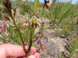 Acrolophia bolusii Rolfe的圖片