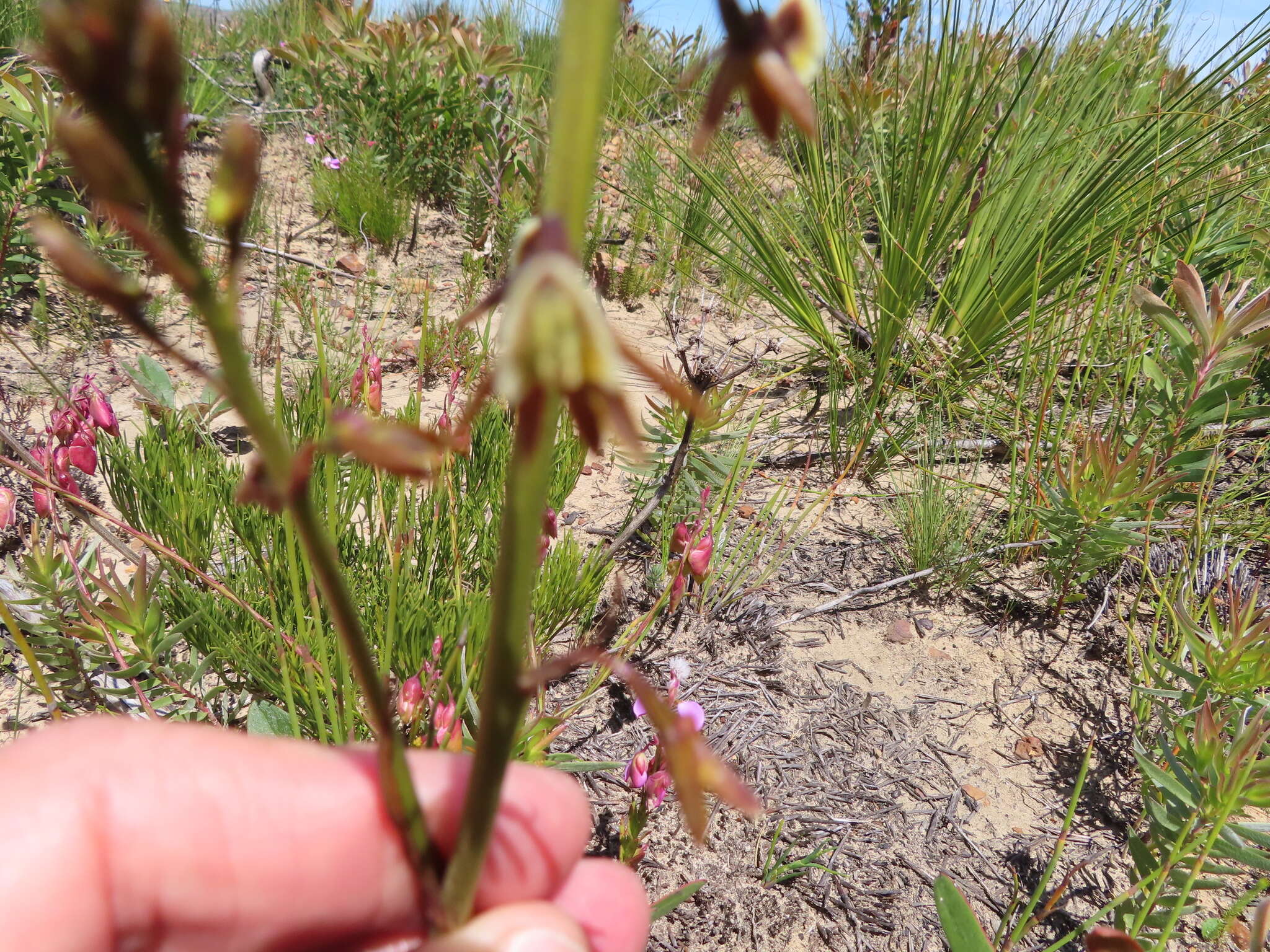 Acrolophia bolusii Rolfe的圖片