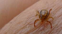 Image of hard ticks