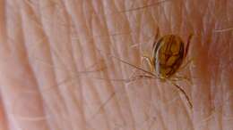 Image of hard ticks