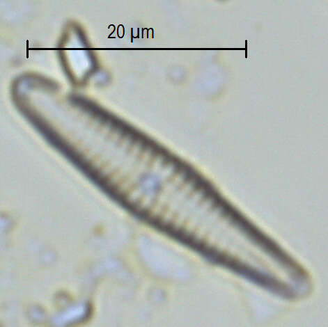 Image of Gomphoneis rhombica (Fricke) V. Merino, J. García, M. Hernández-Mariné & M. Fernández