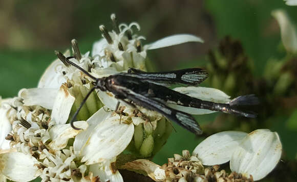 Image of Carmenta albociliata Engelhardt 1925