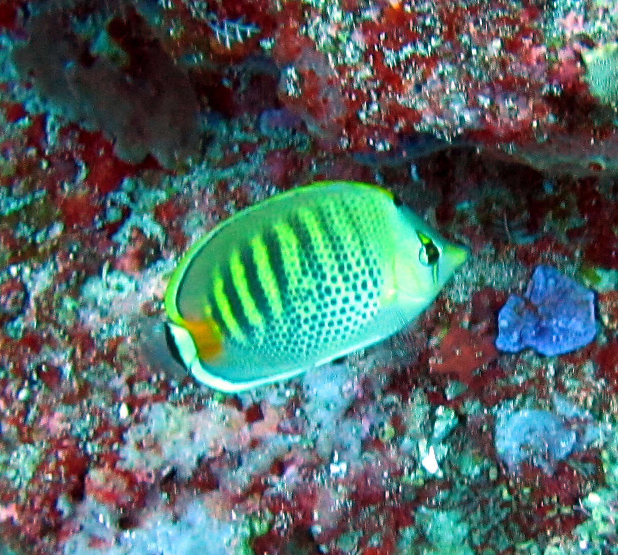 Image of Dot and dash Butterflyfish