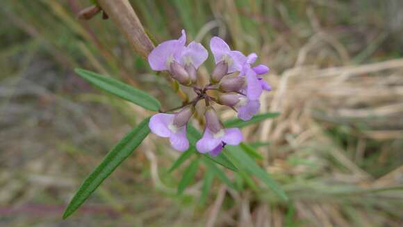 Image of Glycine clandestina Wendl.