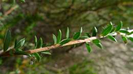 Image of Pink Tea Tree