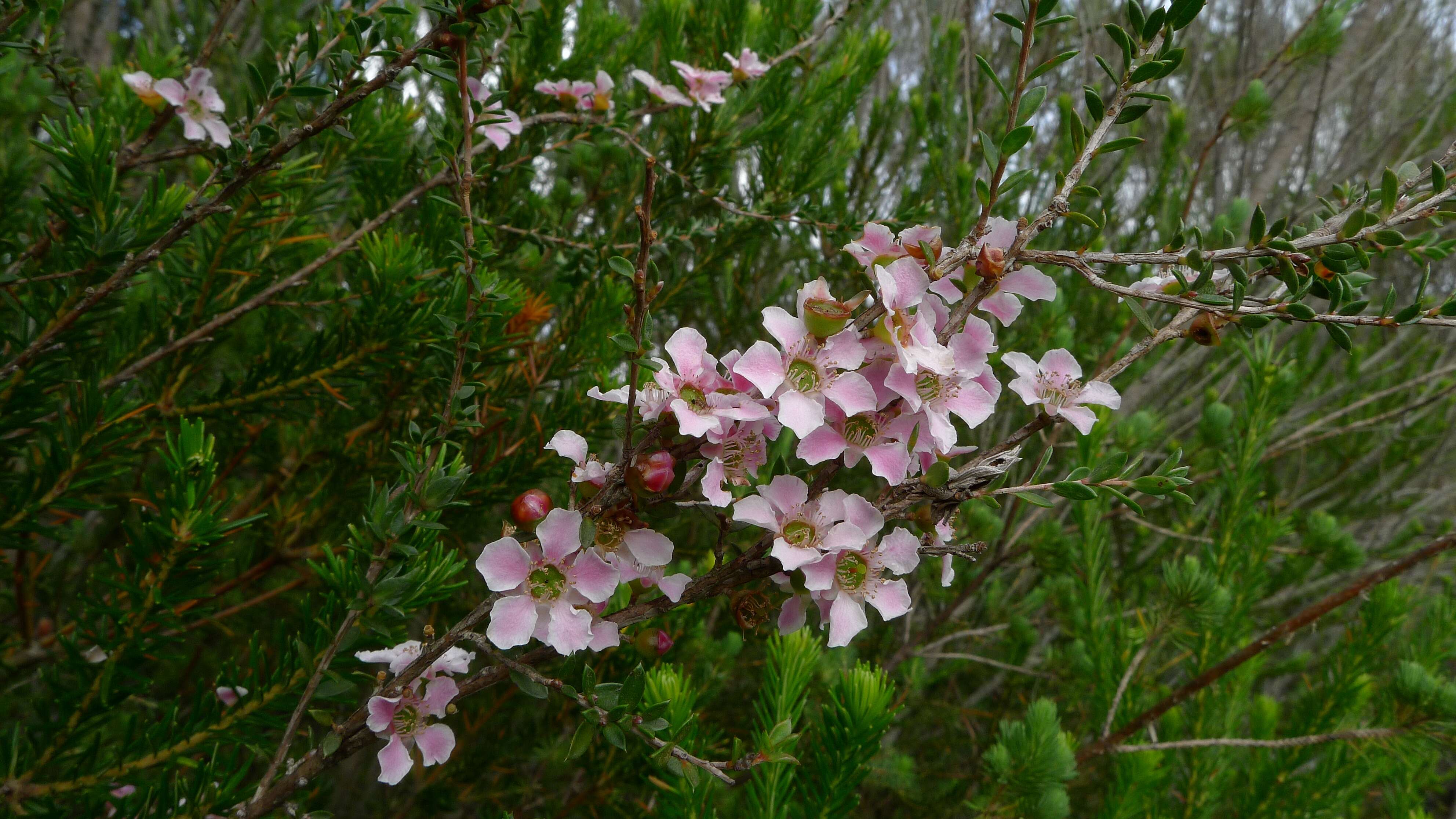 Image of Pink Tea Tree