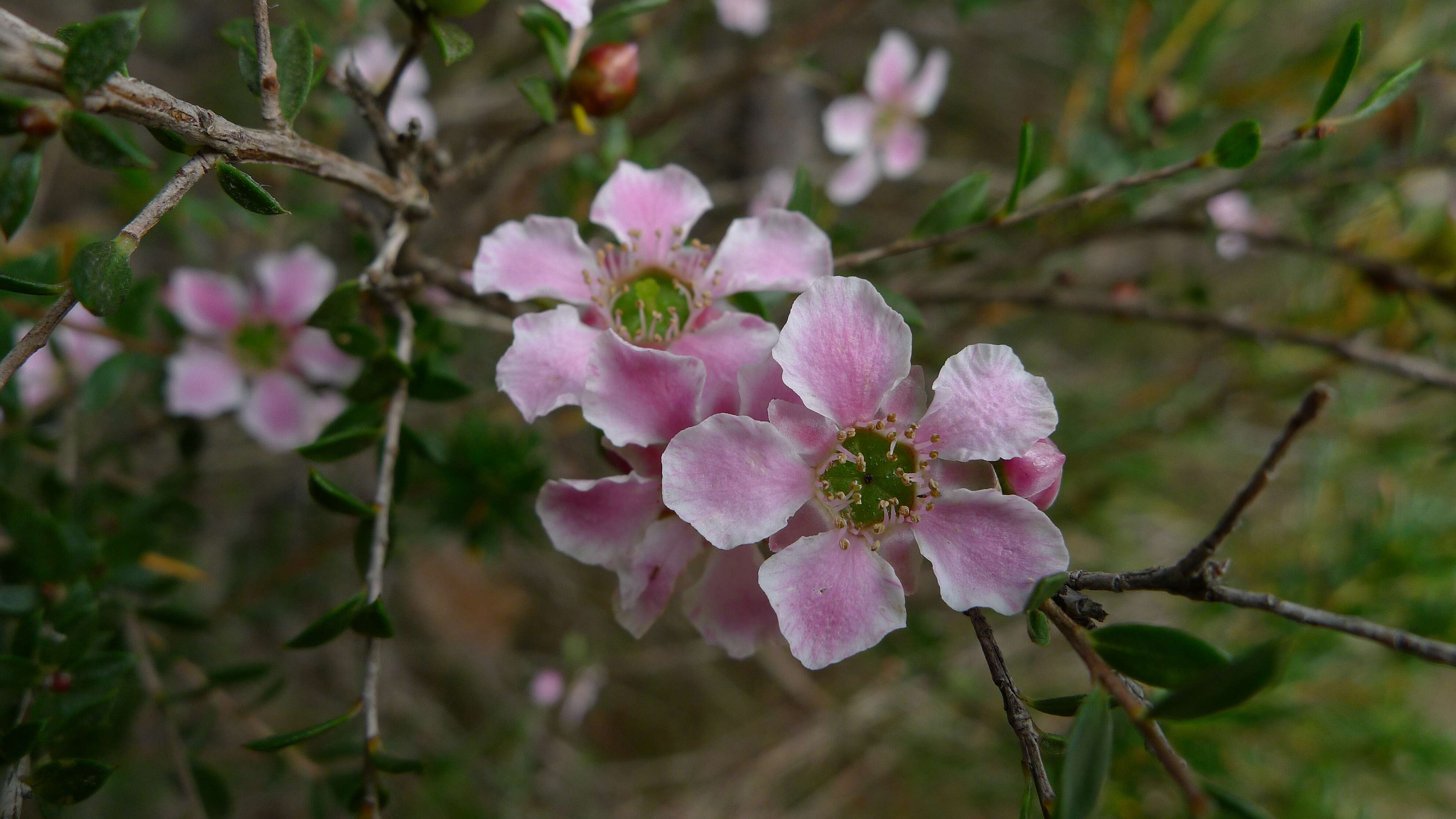 Image of Pink Tea Tree