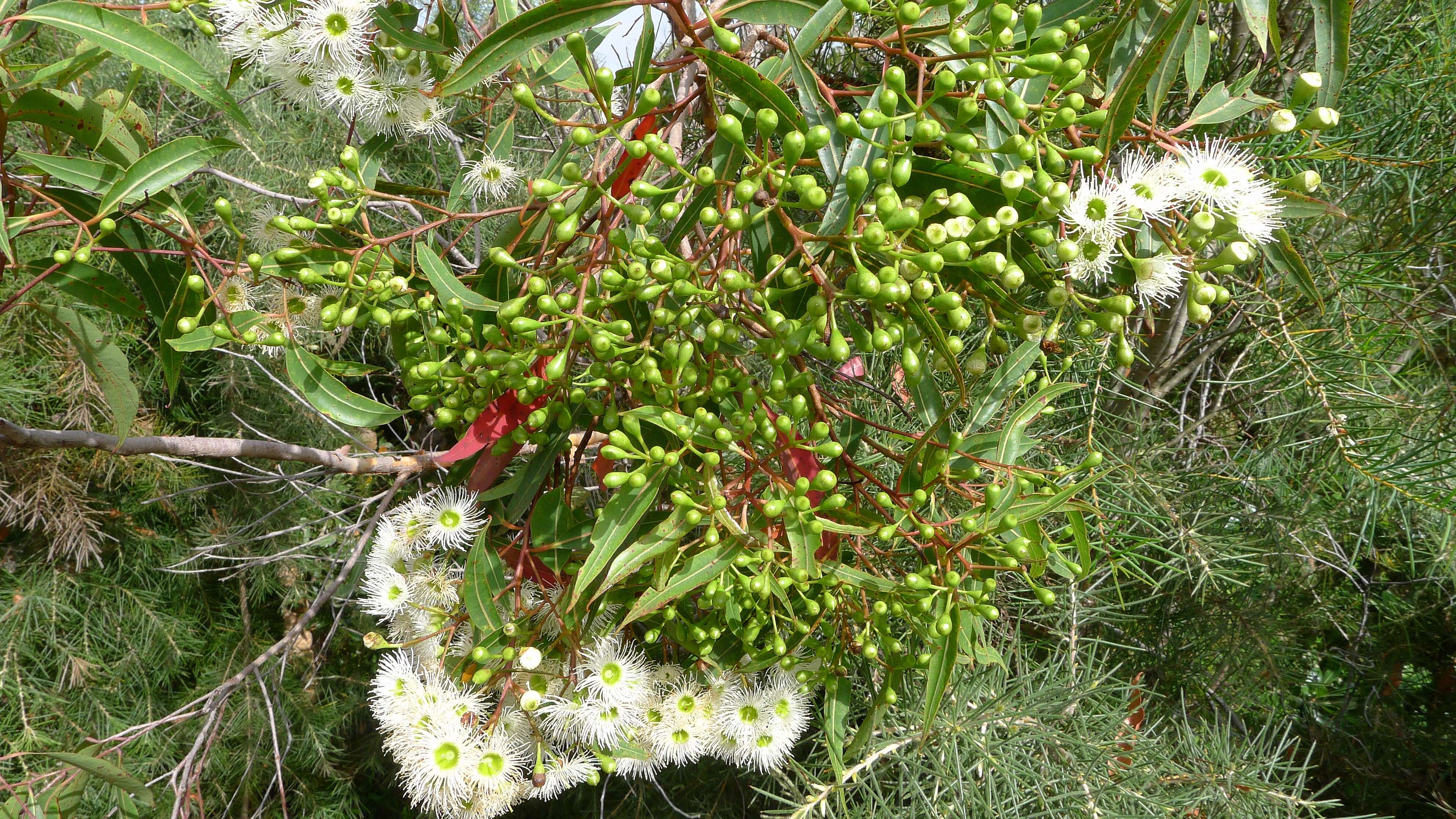 Image of red bloodwood