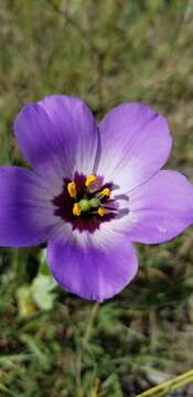 Image of showy prairie gentian