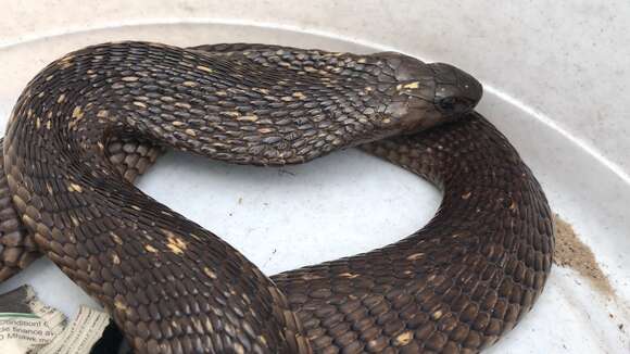 Image of Cape cobra