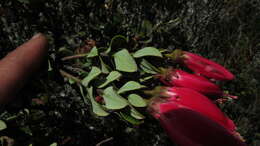 Image of Bejaria mathewsii Field. & Gardn.