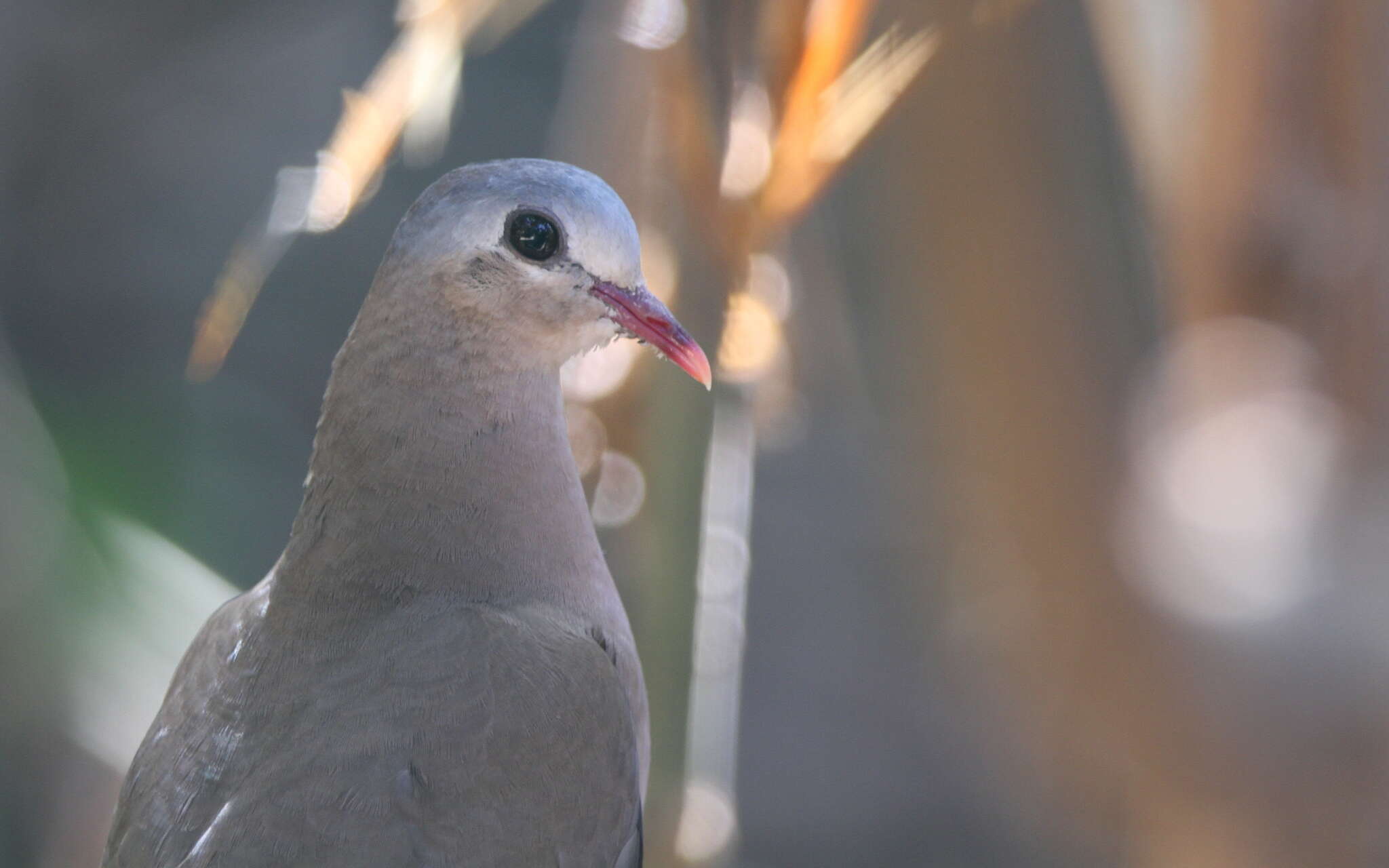 Image of Blue-spotted Dove