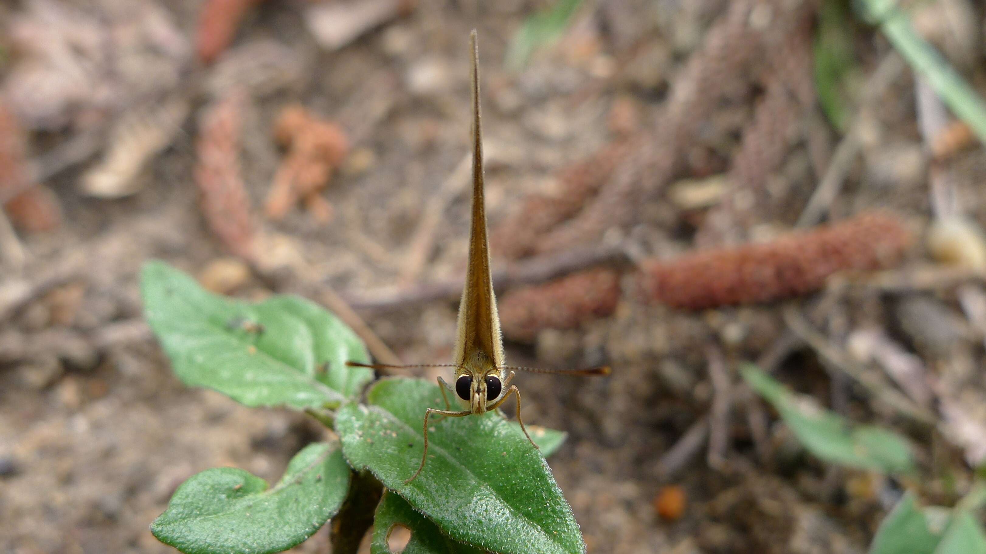 Image of Hypocysta metirius Butler 1875