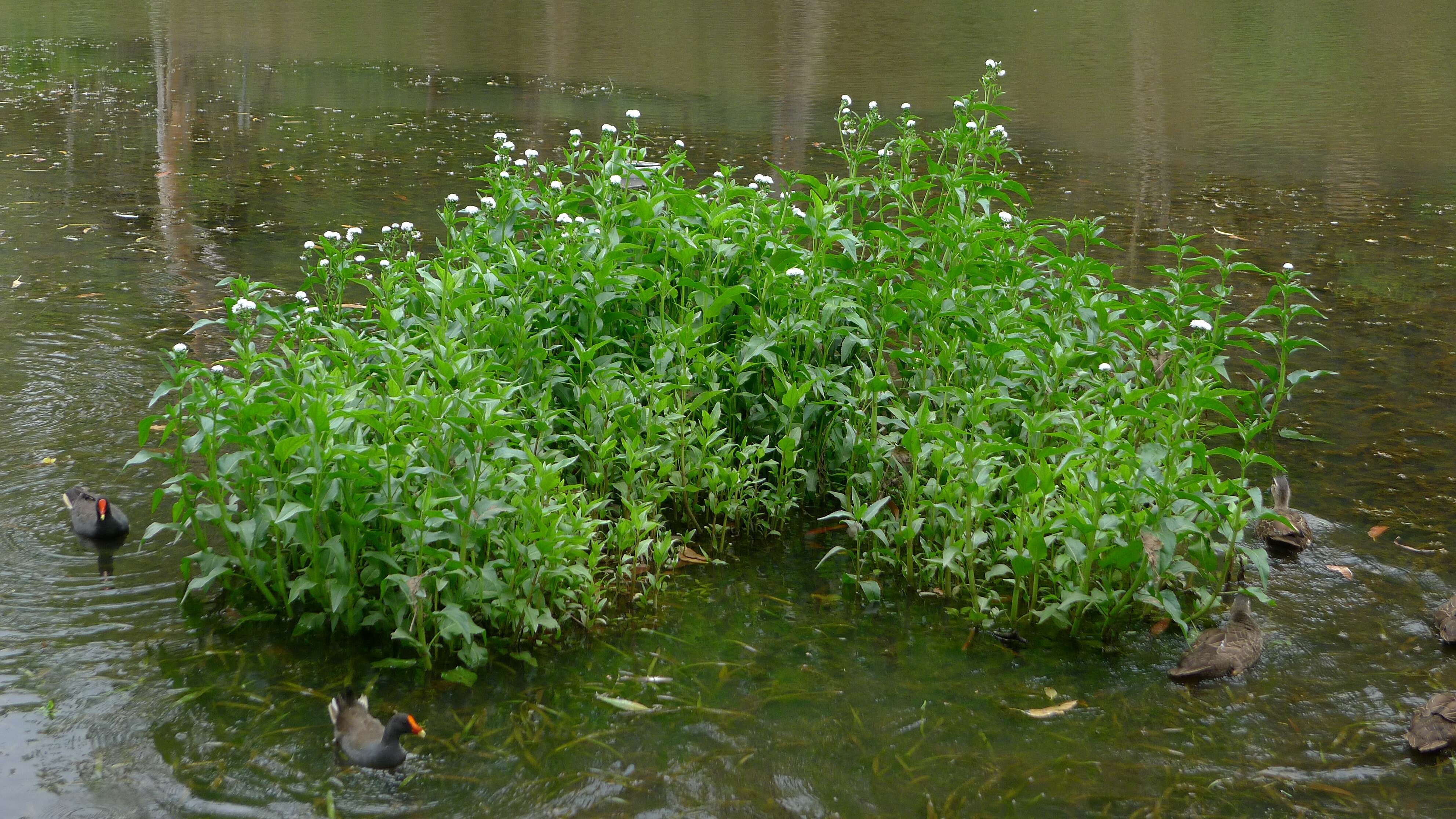 Image of Dusky Moorhen